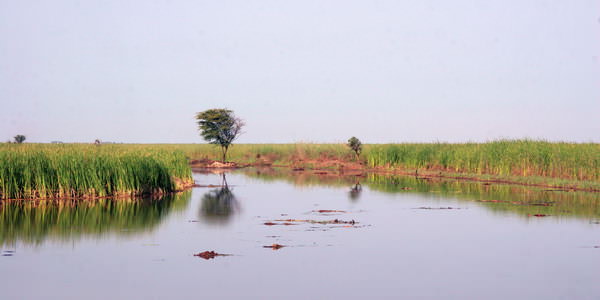 Parc des oiseaux Sénégal 3