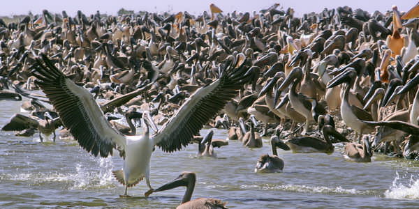 Parc des oiseaux sénégal 1