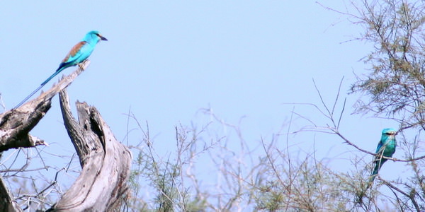 Parc des oiseaux sénégal 4