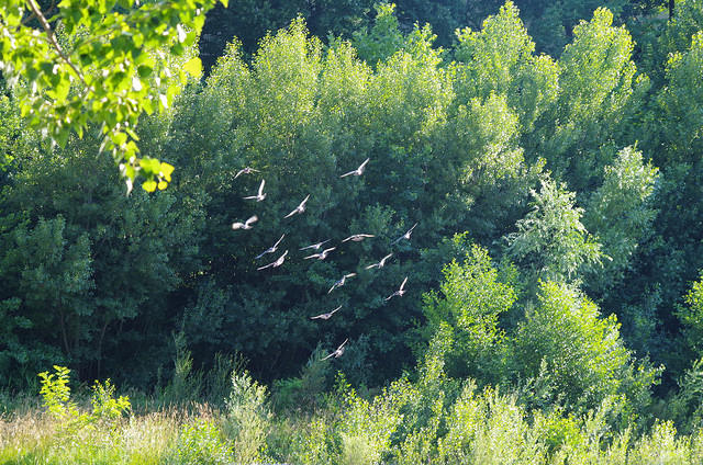 Foretsaou3
