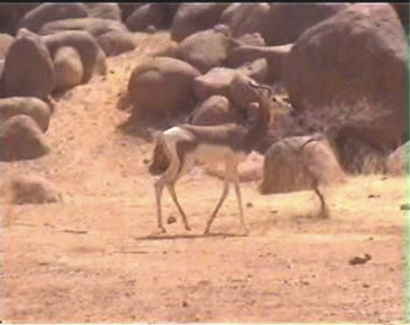 gazelle dama