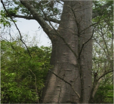 Foret Abdoulaye