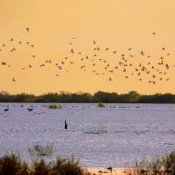Parc National des Oiseaux de Djoudj