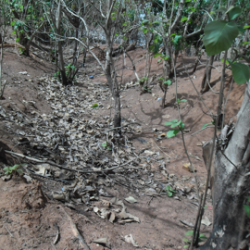 Site Yalbo ou Tranchée de Koussountou