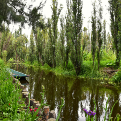 Les chinampas de Xochimilco